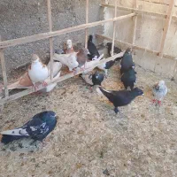 کفتر رنگی|پرنده|مشهد, کشف|دیوار