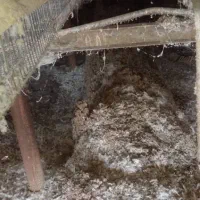 کود مرغی|خدمات باغبانی و درختکاری|تایباد, |دیوار