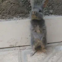 خرگوش مینی لپ مینیاتوری|موش و خرگوش|مشهد, طبرسی شمالی|دیوار