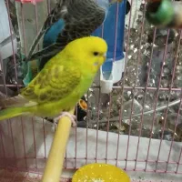 مرغ عشق جفت