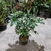 تخفیف ۳۰درصدی گل|گل و گیاه طبیعی|بروجرد, |دیوار