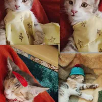 واکذاری|گربه|صدرا-فارس, فاز ۱|دیوار