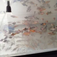 ماهی مولی و ماهی گلی مولد