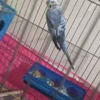 معاوضه با کفتر یا مرغ و خروس و قناری سهره