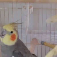 واگذاری رایگان عروس هلندی