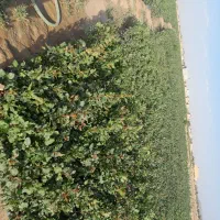 نهالستان پسته سبز مهریز