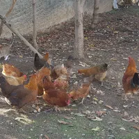 مرغ محلی تخم گزار