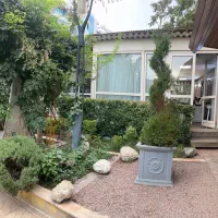 فروش یک عدد درخت کاج لاوسون پیچ