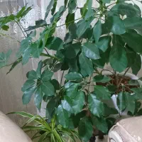 گل شلفرا|گل و گیاه طبیعی|نیشابور, شریعتی|دیوار