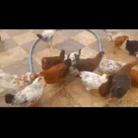 نیمچه مرغ و خروس ۵ ماهه گلپایگانی