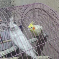 عروس هلندی زیبا