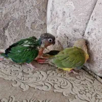 فروش جوجه طوطی گرینچک