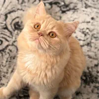 بچه گربه اسکاتیش پرشین|گربه|اندیشه, اندیشه فاز ۶|دیوار