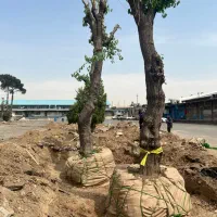 جابجایی درخت|خدمات باغبانی و درختکاری|تهران, ولنجک|دیوار