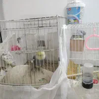 عروس هلندی