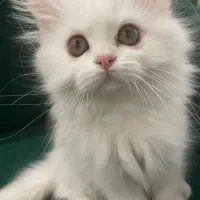 توله پرشین های خونگی زیبا