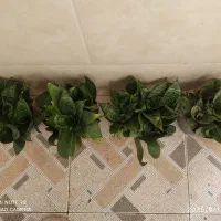 گلهای آپارتمانی