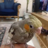 جوجه عروس هلندی|پرنده|مشهد, عامل|دیوار