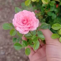 کارت گهر پارک زیر قیمت