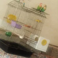 نرو ماد