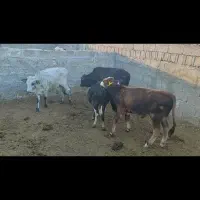 فروش گوساله نر|حیوانات مزرعه|خور (فارس), |دیوار