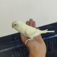 مرغ عشق دستی