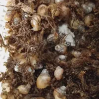 حلزون اچاتینا