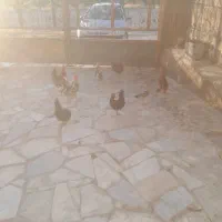مرغ وخروس گلین