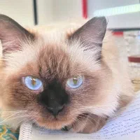 گربه گم شده