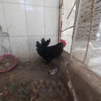 یک عددخروس ودوعدد مرغ محلی