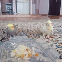 عروس هلندی بالغ|پرنده|آمل, |دیوار