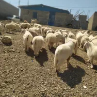 فروشی|حیوانات مزرعه|بافت, |دیوار