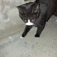 یک گربه پیدا کردم|حیوانات|دورود, |دیوار