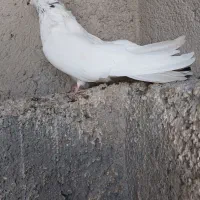 کفتر خوب