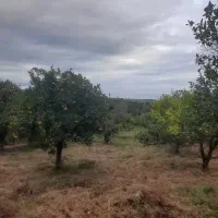 باغ پرتقال ۱۳۰۰ متری زیر قیمت بازار اوشیان دو بر|فروش زمین و ملک کلنگی|چابکسر, |دیوار