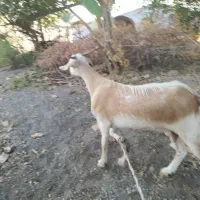 ماده دوقلو زا|حیوانات مزرعه|رودان, |دیوار