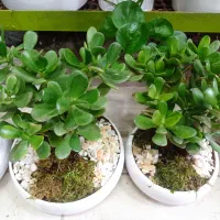 خرفه|خوردنی و آشامیدنی|مشهد, حیدرآباد|دیوار