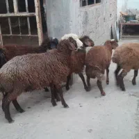 بره های نروماده