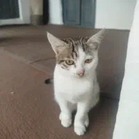 واگذاری رایگان بچه گریه|گربه|پره‌سر, |دیوار