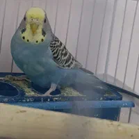 مرغ عشق|پرنده|صدرا-فارس, فاز ۱|دیوار