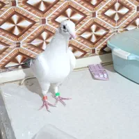 نر پرستو|پرنده|کرباسک, |دیوار