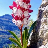 اجاره-سالن-زیبایی-آرایشگری-یا-پیرایشگری