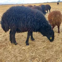 قوچ همو قره قزل