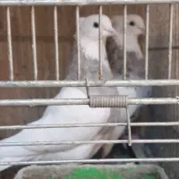 کبوتر رنگی|پرنده|تهران, خرمشهر|دیوار