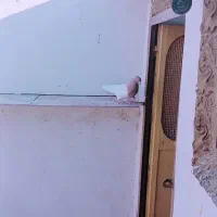 کله ای|پرنده|بم, |دیوار