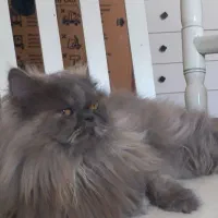 جفتگیری گربه ماده است|گربه|گرگان, |دیوار