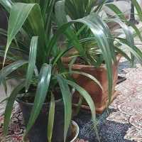 گلهای زیبا گلخونه ای نیستند|گل و گیاه طبیعی|ملارد, |دیوار