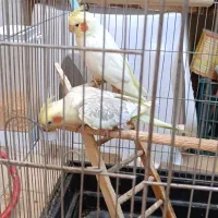 عروس هلندی دوکت پروانه|پرنده|شهریار, یوسف آباد صیرفی|دیوار