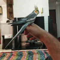 عروس هلندی سخنگو|پرنده|بندرعباس, |دیوار