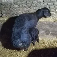 میش قره قزل عتیقه خیلی درشت آس با بره